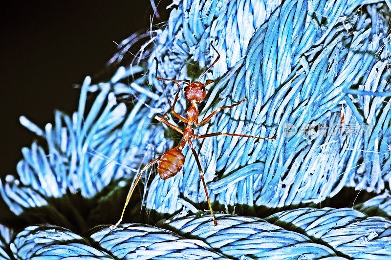 蚂蚁爬蓝绳。