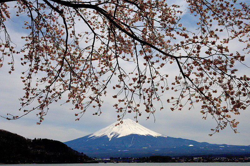 富士山和川口湖的樱花