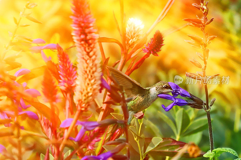 阳光下花园中的红喉蜂鸟