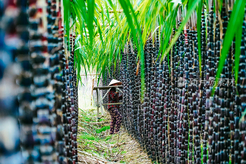 越南顺化市广殿区哈仓村附近，农民在收割和照管新鲜的绿色甘蔗田。自然与食物的概念。