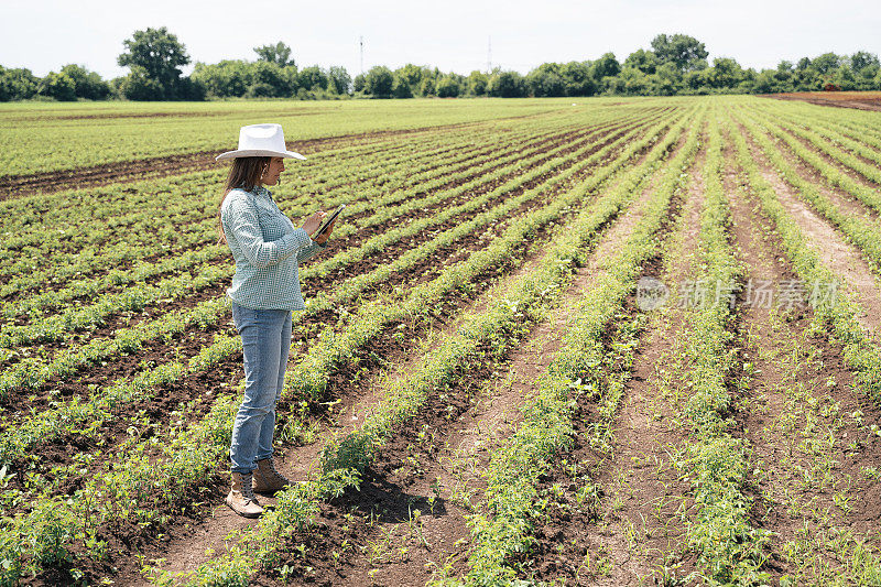 农妇在耕地中检查玫瑰种植园的新幼苗。农业职业。家族企业。