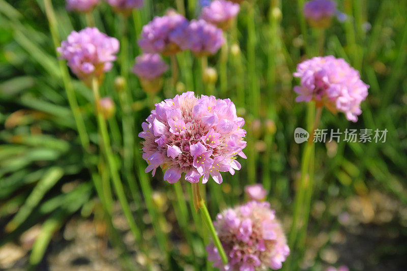 菊属假菊-阔叶草丁香