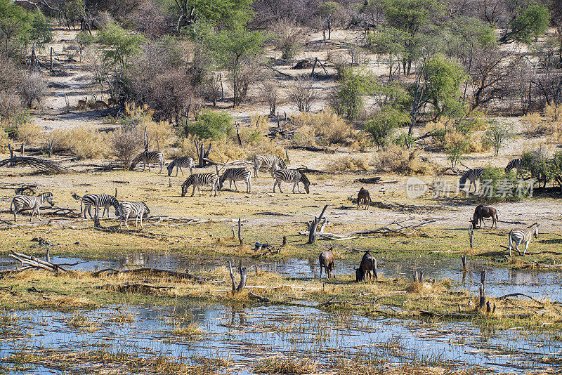 斑马和角马群，Makgadikgadi国家公园，博茨瓦纳