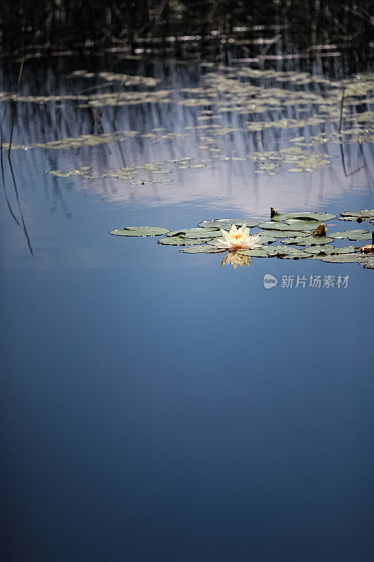 湖边的风景