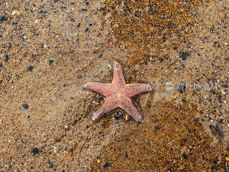 沙滩上的海星