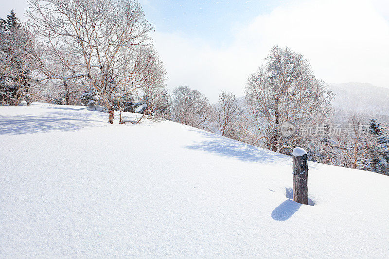 库页岛山上白雪覆盖的树木