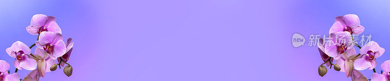 兰花花在紫色的背景与空间复制