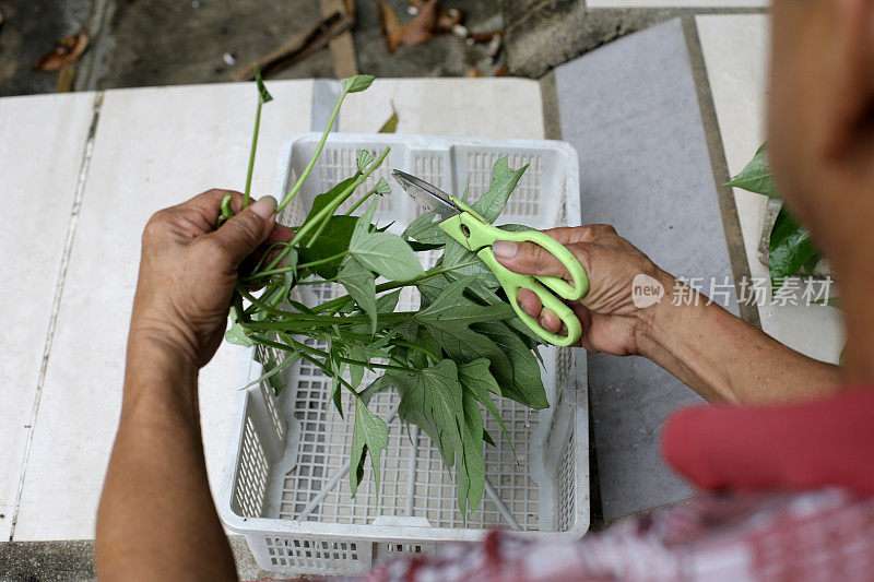 本土植物