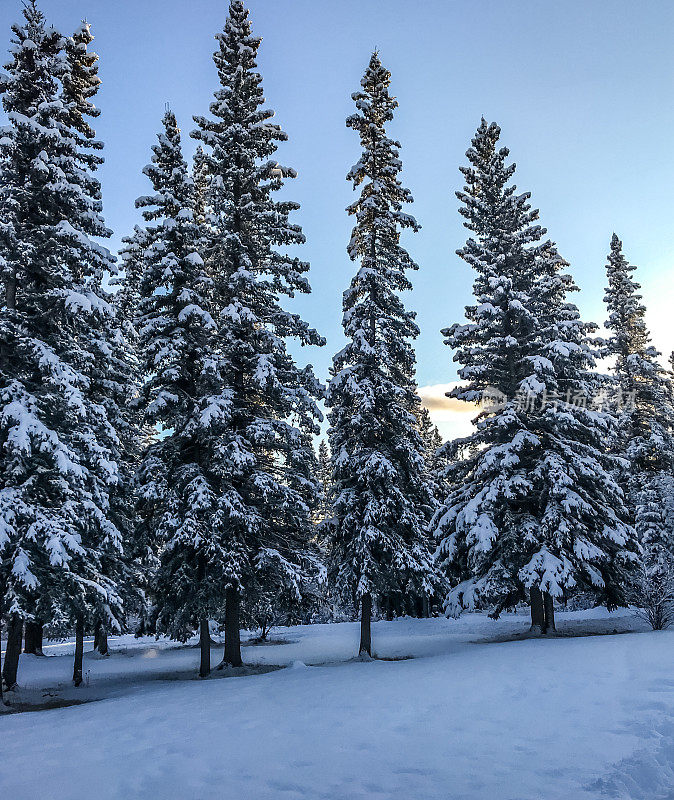 阿拉斯加树上的雪