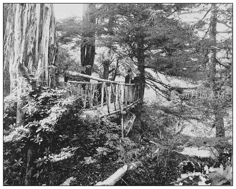 美国的古董黑白照片:阿拉斯加锡特卡附近的林地