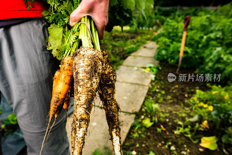 在菜园里收获胡萝卜和防风草