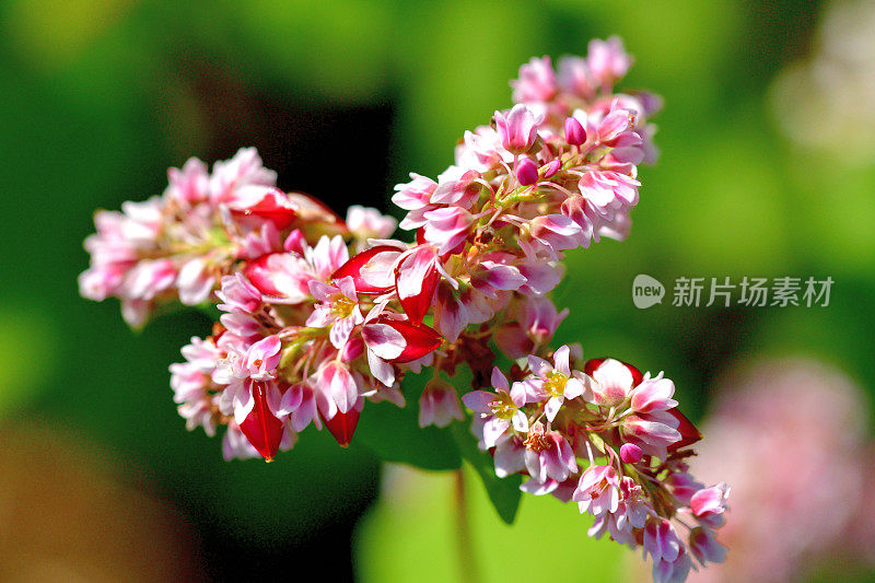 荞麦花:白色和粉红色