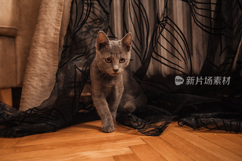 好奇的俄罗斯蓝猫在客厅里四处探索