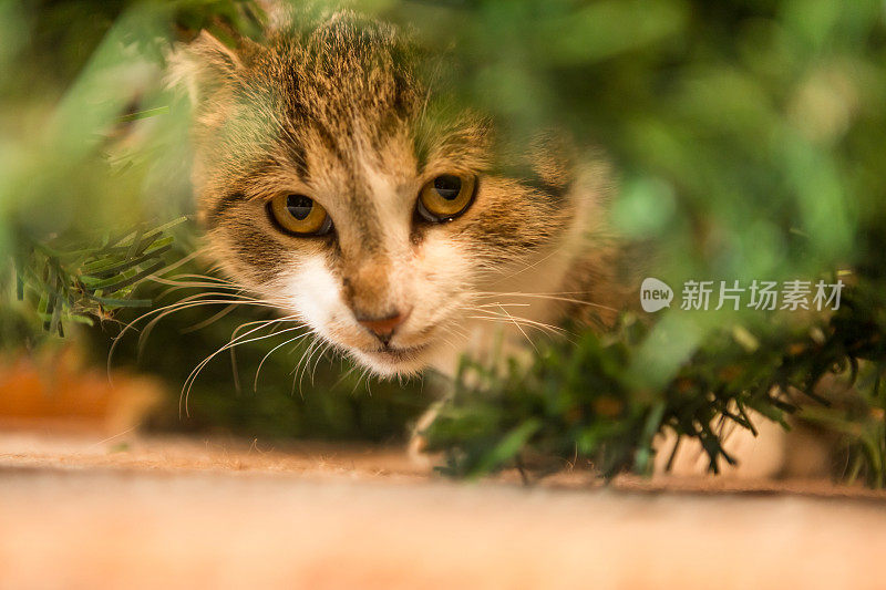 躲在冷杉树枝间的猫