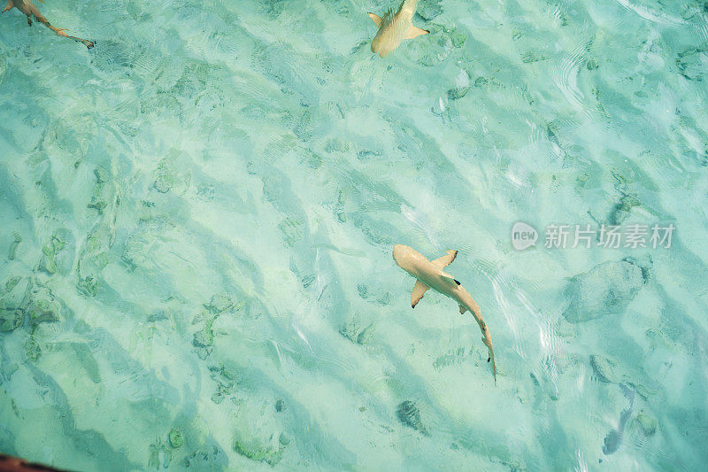 马尔代夫海岸附近的鲨鱼