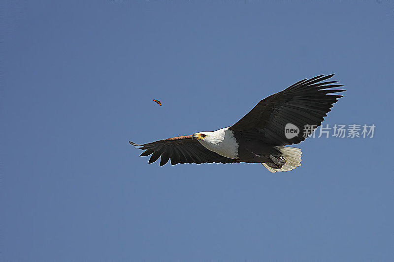 美国Fish-Eagle