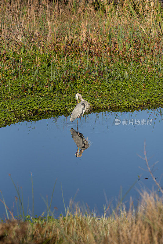 大蓝鹭站在平静的湿地湖面上，沉思着梳理羽毛