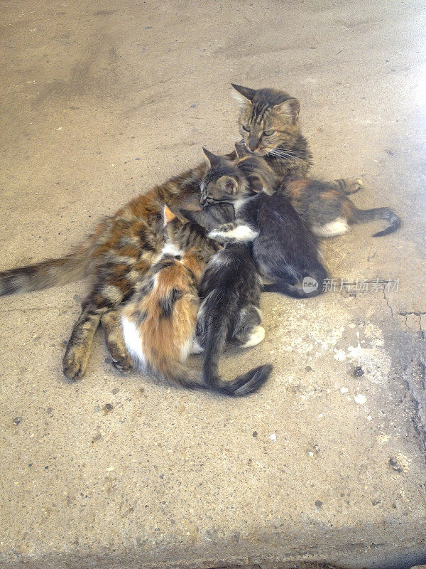 猫妈妈正在喂婴儿