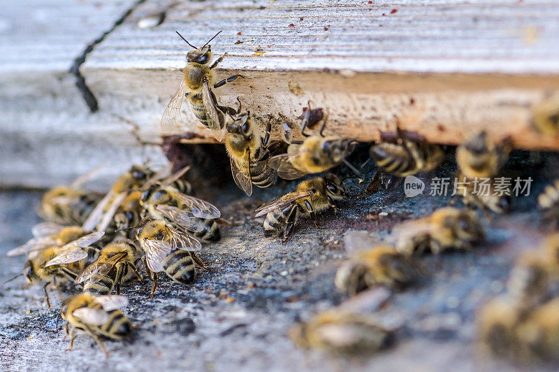 蜜蜂在蜂巢周围飞舞——近距离观察