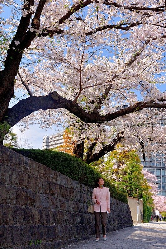 日本妇女走在樱花下沿着东京中心主干道