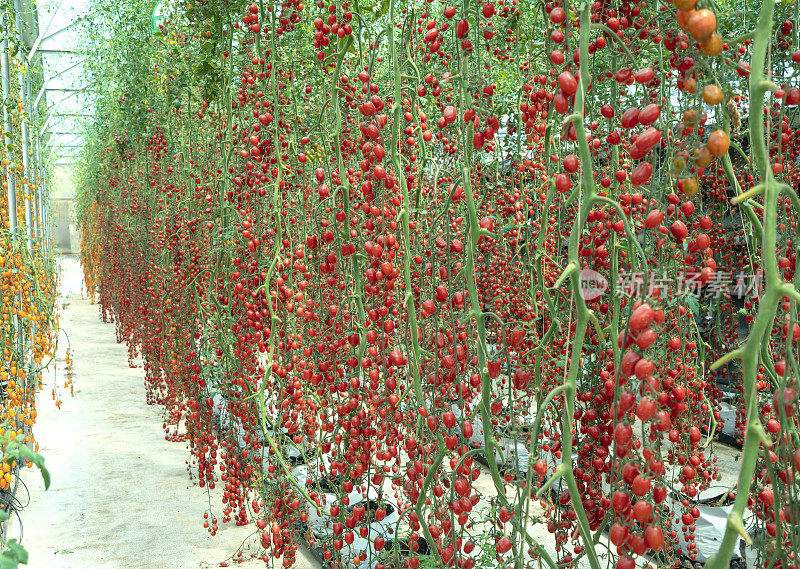 樱桃番茄在温室花园里成熟