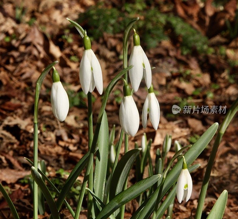 雪花莲花