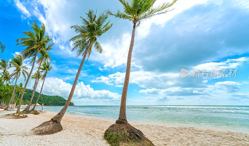 美丽的Sao沙滩上的热带棕榈树海景