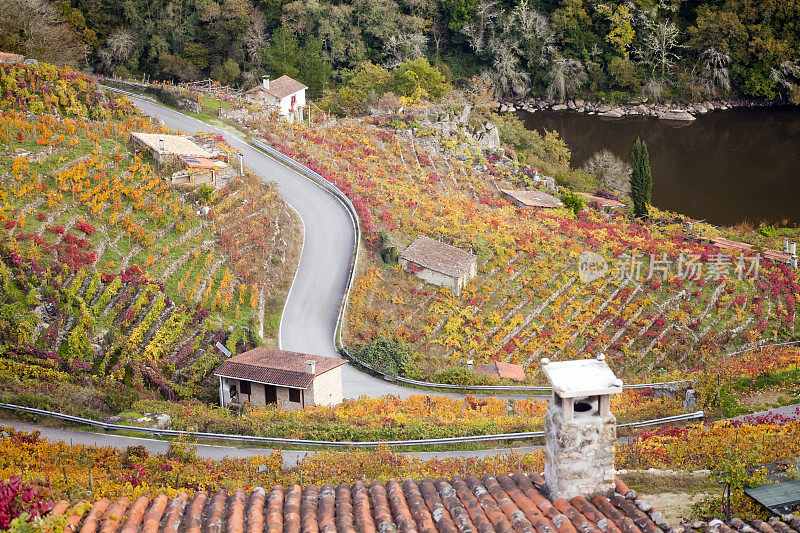 秋天的葡萄园和乡间小路，西班牙加利西亚。
