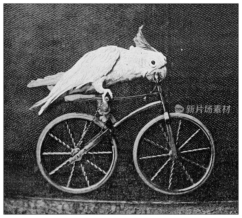 古董黑白照片:马戏团的动物，骑自行车的鹦鹉