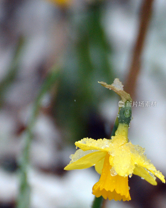 春天，白雪覆盖水仙花。