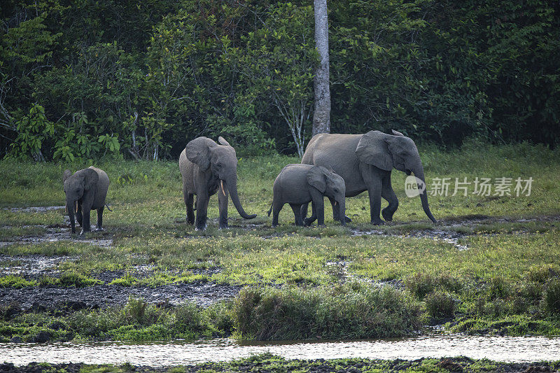 刚果热带雨林中的非洲森林象群