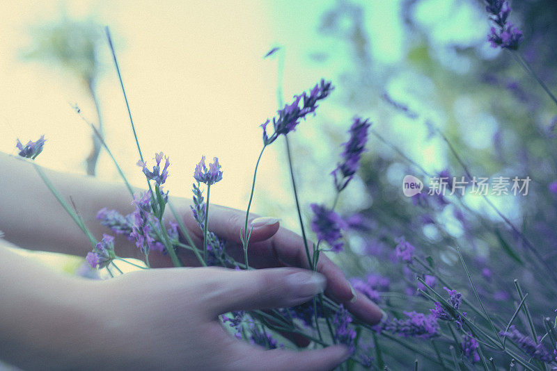 一个女人走过田野，抚摸着薰衣草花。