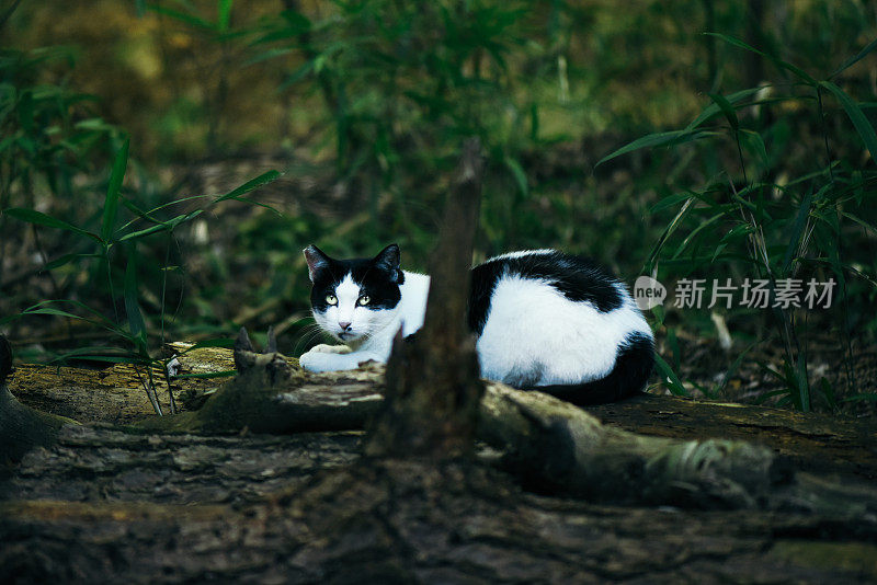 黑白猫住在森林里