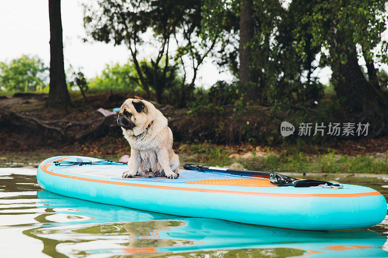 小可爱的哈巴狗繁殖桨板一个户外的湖