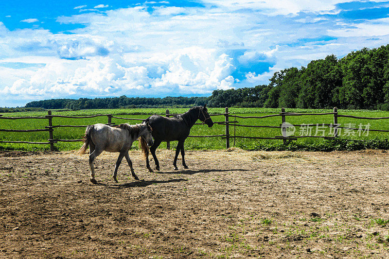 草地上的两匹马。