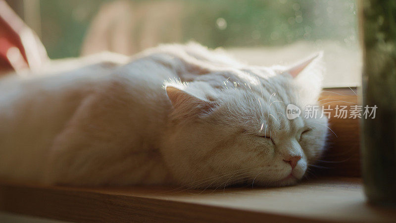 可爱的英国短毛猫在客厅休息，被主人的手抚摸着。窗台上的肖像