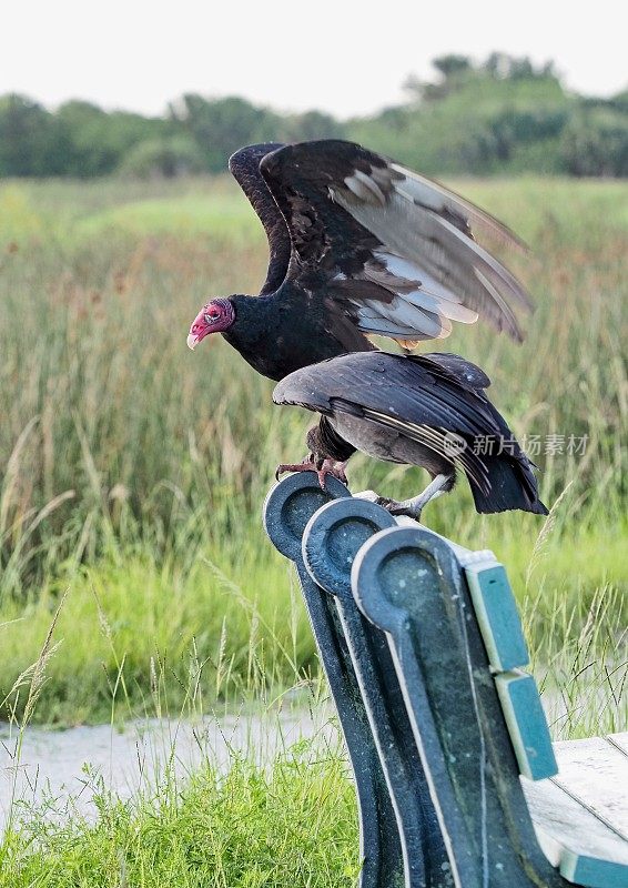 一只黑秃鹫在公园长凳上对一只土耳其秃鹫发起攻击