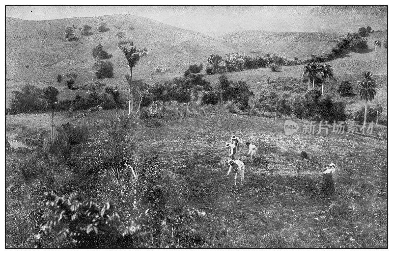 古董黑白照片:烟草农场，里约热内卢Piedras，波多黎各