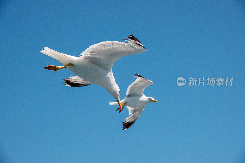 蓝天上的海鸥