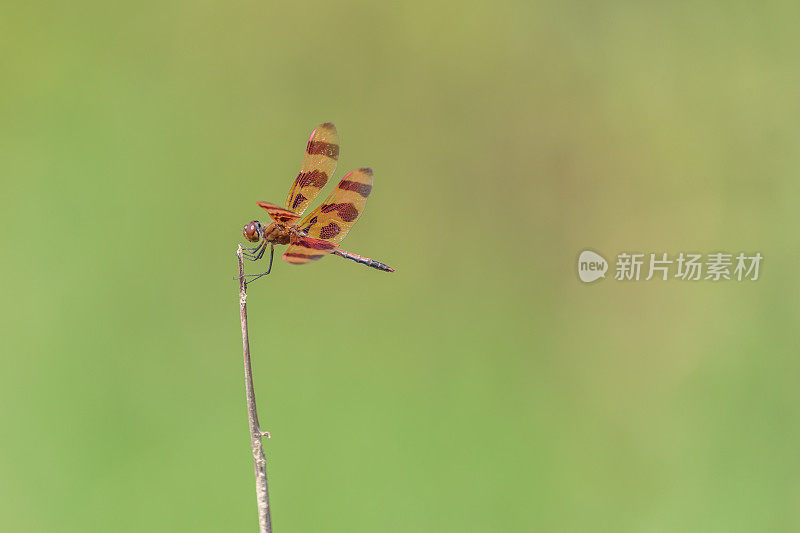 万圣节彭南特蜻蜓