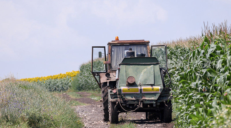 在收获前，农民用拖拉机检查耕地里的玉米。农业职业。
