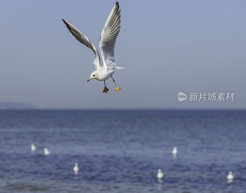 海鸥飞过海滩