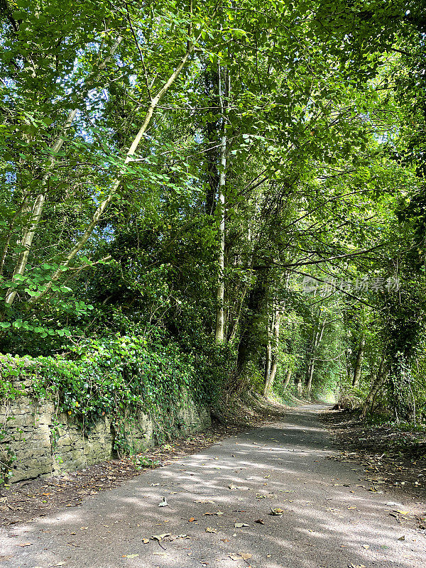 形象荫凉的英国乡村林地小路在秋天的阳光下伸出树枝，阴暗的柏油马路，秋天的落叶，石墙