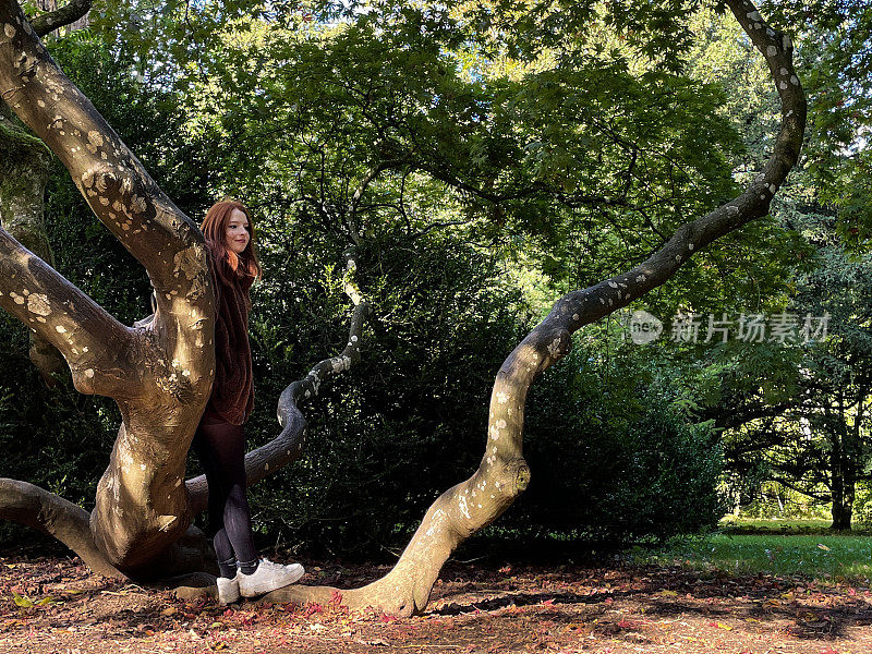 在阳光明媚的秋日，在公园的草坪上，一位长着红色长发的美女倚着一棵日本枫树的树干