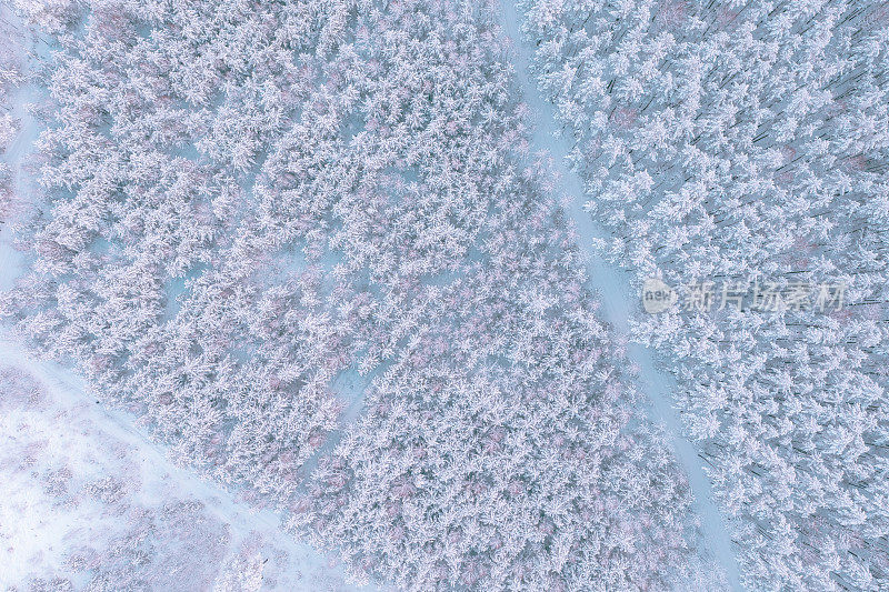 鸟瞰图的松林覆盖着雪。