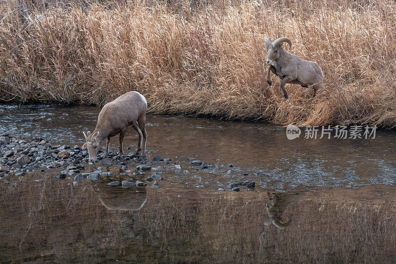 大角羊跳跃着穿越科罗拉多峡谷的河流