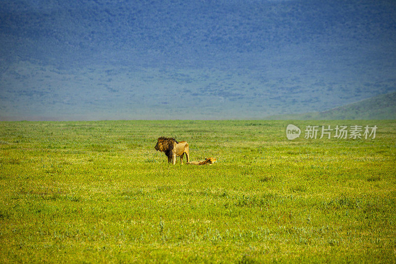 一头狮子和十只母狮子在大草原上休息