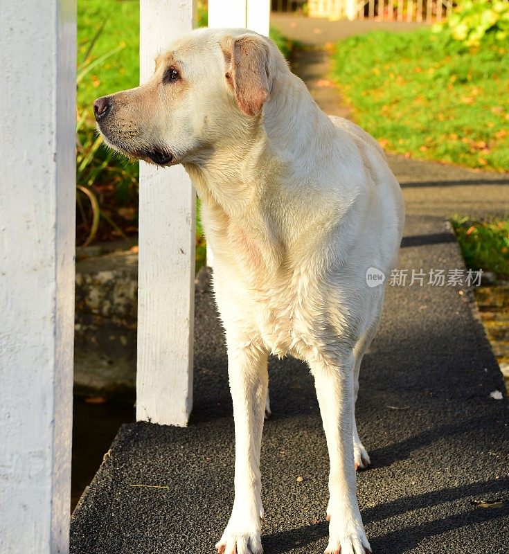 科茨沃尔德的拉布拉多寻回犬