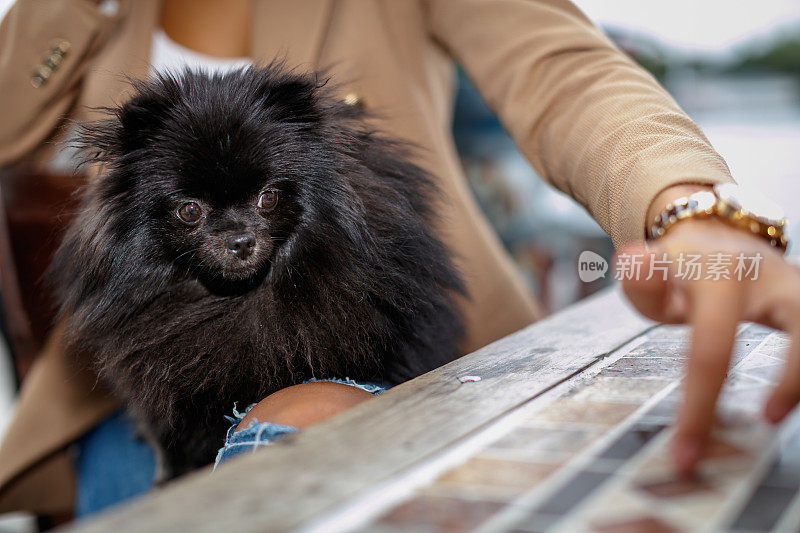 在户外的咖啡馆里，一只黑色的小博美犬在一个女人的膝上，看着她放在桌子上的手