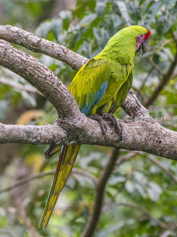哥斯达黎加绿色金刚鹦鹉